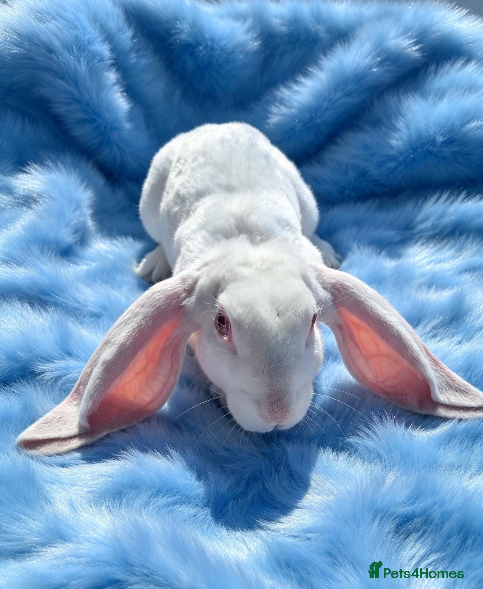 Rex rabbits Rare Velveteen youngsters - Advert 17