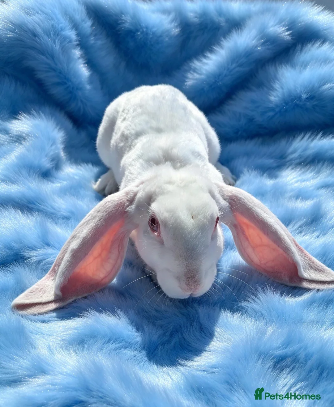 Rex rabbits for sale: Rare Velveteen youngsters - Advert 1