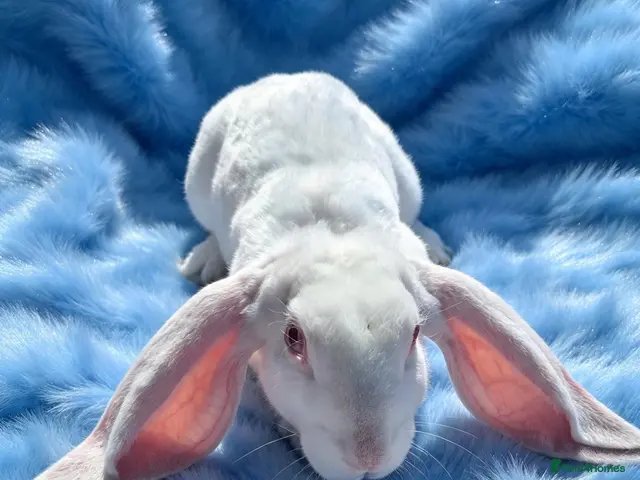 Rex rabbits for sale: Rare Velveteen breeding pair - Advert 1