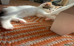 Domestic Shorthair cats for sale: 🐾 Kittens for Sale – White & Tabby 🐾 - Image 4