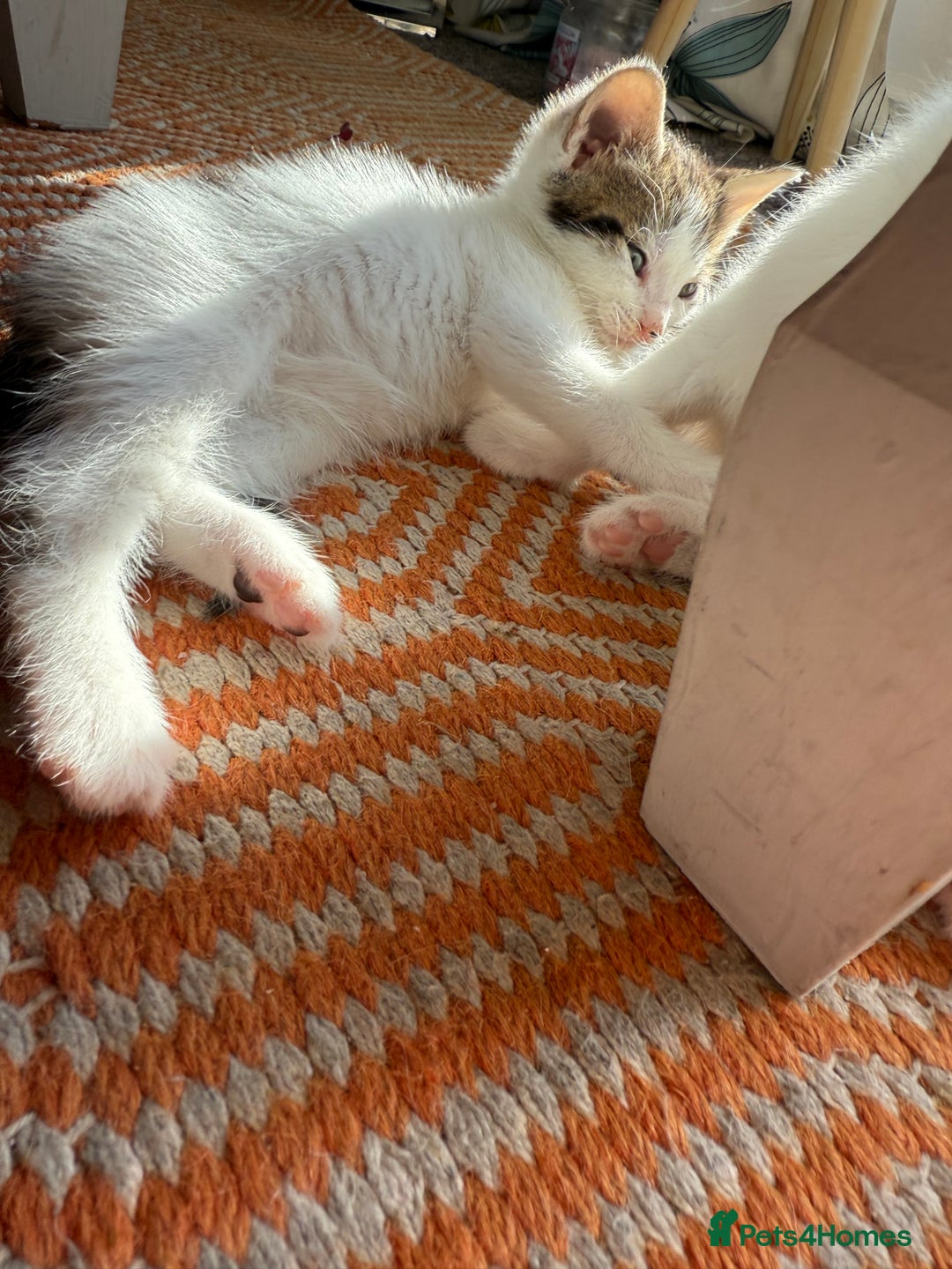 Domestic Shorthair cats for sale: 🐾 Kittens for Sale – White & Tabby 🐾 - Image 4
