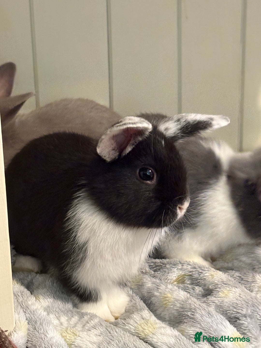 Mini Lop rabbits for sale: Vaccinated/raised indoors, mini lops and lion lop  - Advert 25