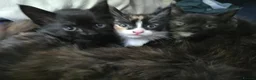 Mixed Breed cats for sale: 3 Fluffy Female Kittens For Sale - Advert 12