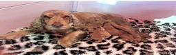 Cockapoo dogs for sale: F1 cockapoo puppies looking for 5⭐️ families  - Advert 6