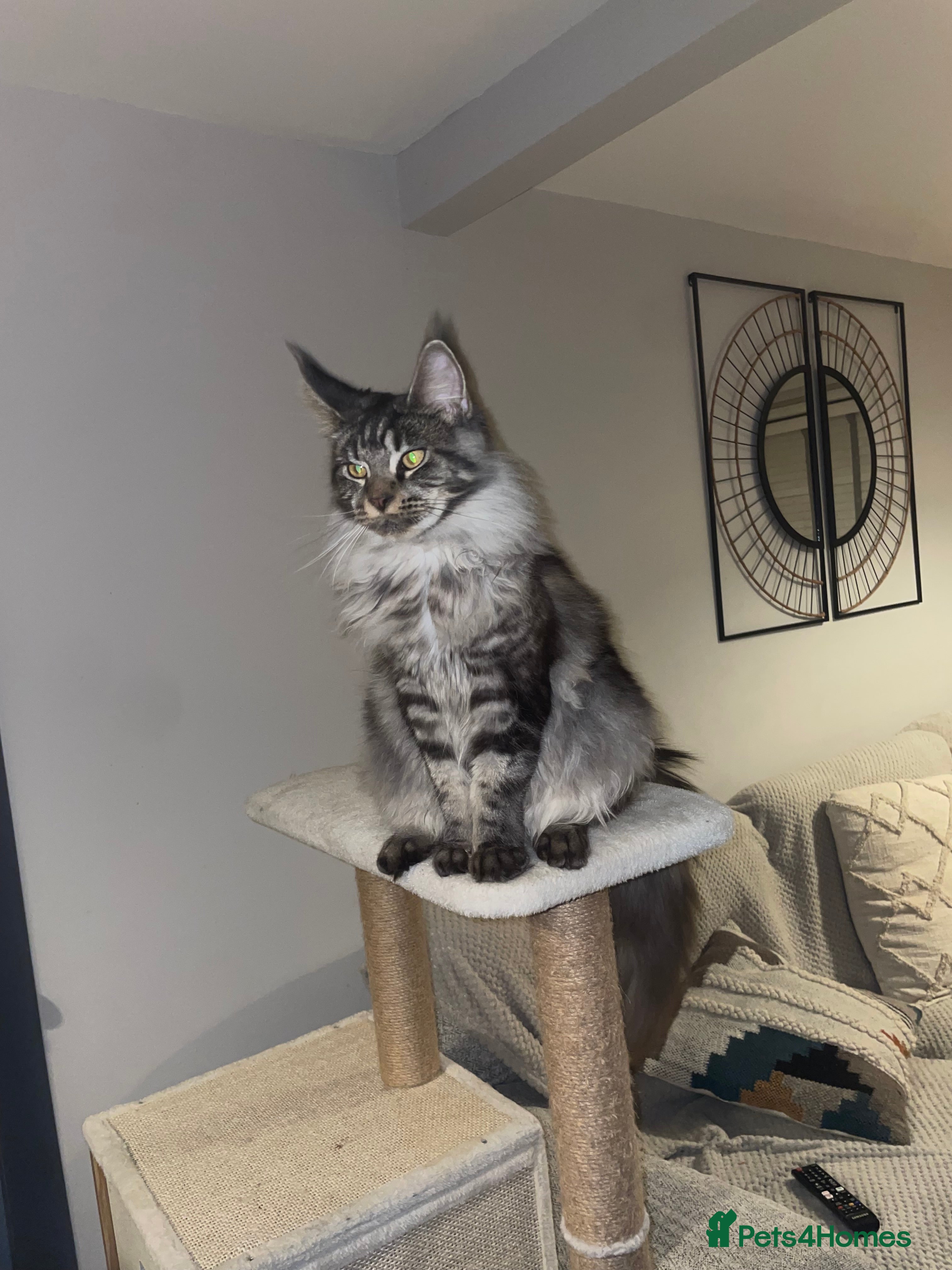 Maine Coon cats Beutiful Female Maine Cone 10 months old for sale  - Advert 3