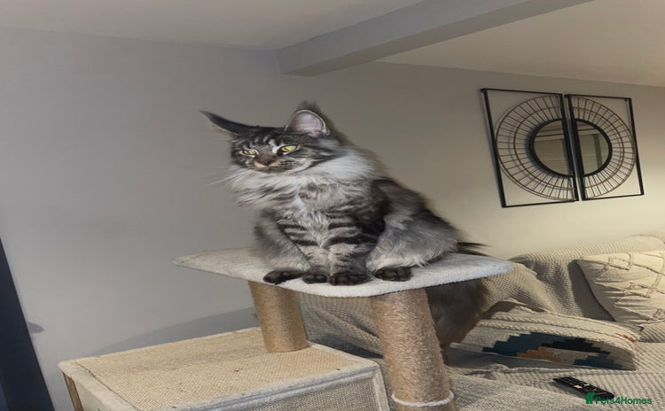 Maine Coon cats Beutiful Female Maine Cone 10 months old for sale  - Advert 1