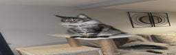 Maine Coon cats for sale: Beutiful Female Maine Cone 10 months old for sale  - Advert 1