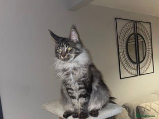 Maine Coon cats Beutiful Female Maine Cone 10 months old for sale - Advert 1