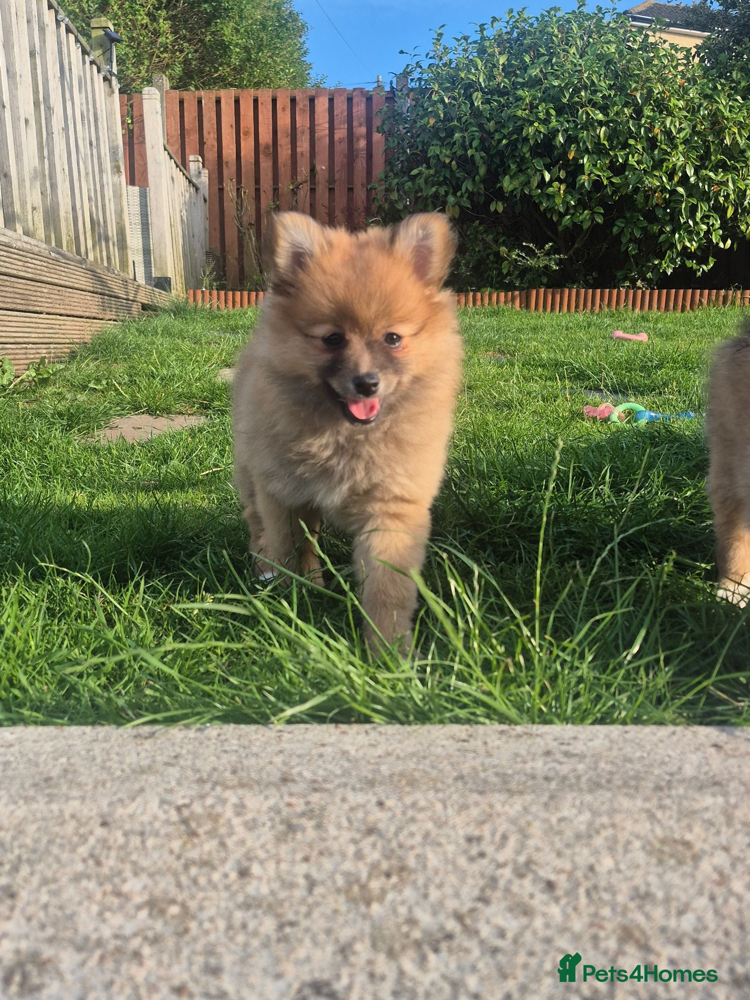 Pomeranian dogs Pomeranian Ready to Leave Now - Advert 1
