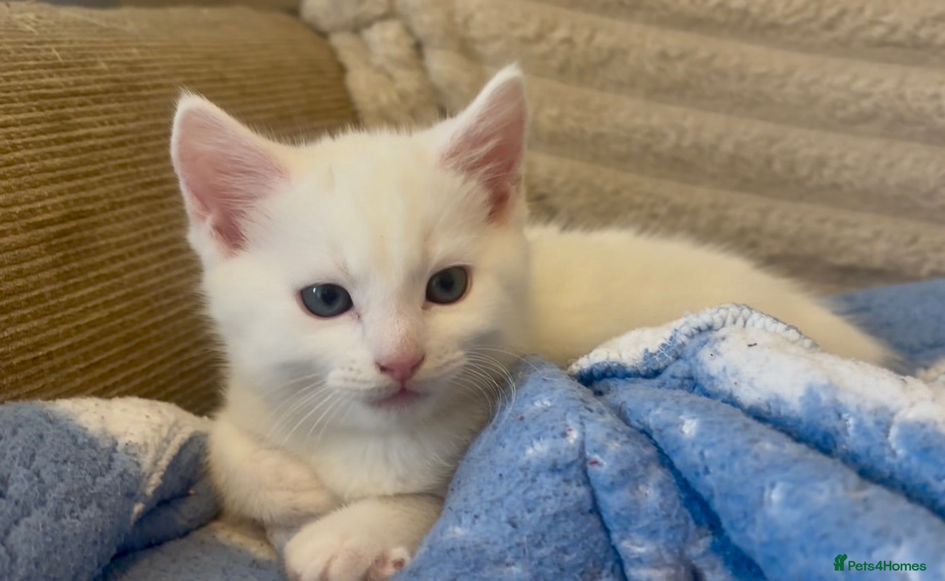 Turkish Angora cats ONE WHITE BOY LEFT💙 READY NOW - Advert 1