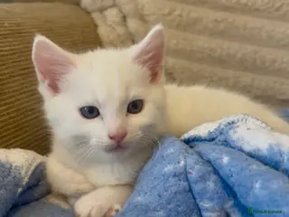 Turkish Angora cats ONE WHITE BOY LEFT💙 READY NOW - Advert 6