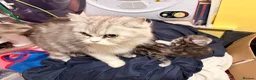 Persian cats for sale: Persian  - Advert 6