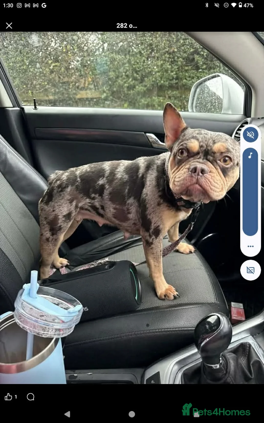 French Bulldog dogs for sale: FEMALE FRENCH BULLDOG in Crewe - Advert 2