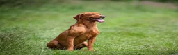Labrador Retriever dogs for sale: Working Labrador Puppies - Advert 2