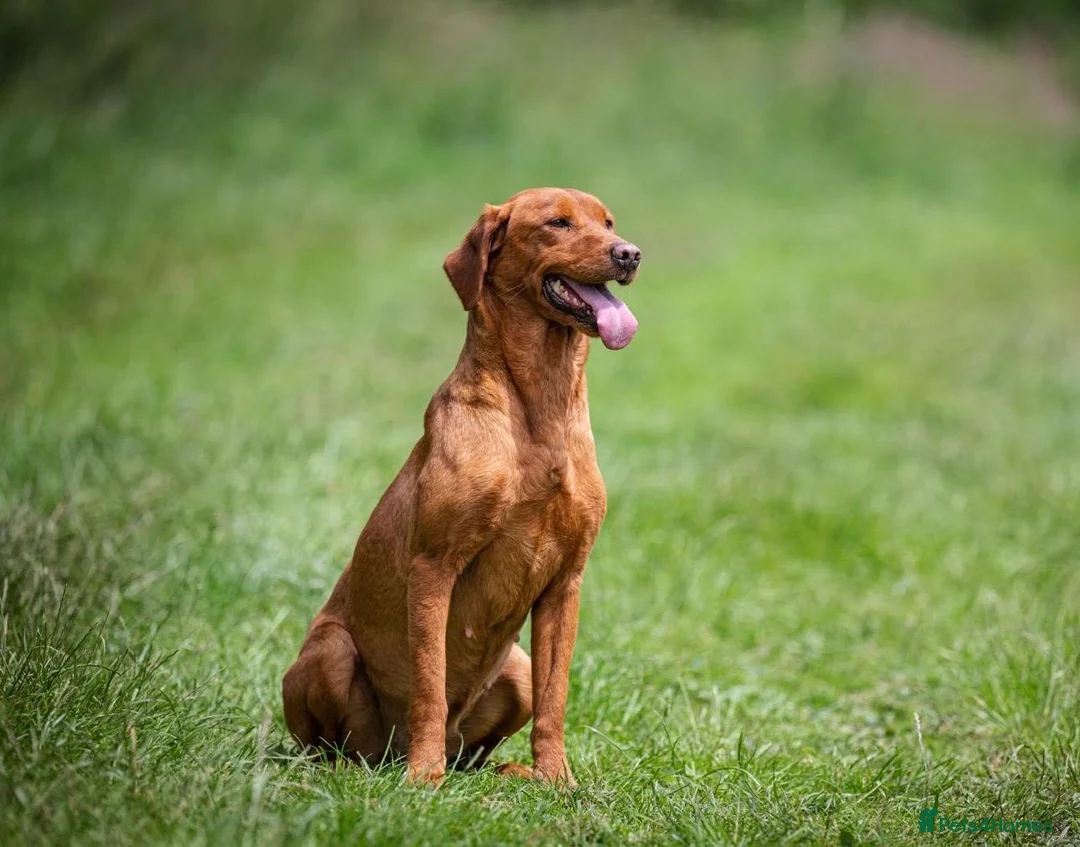 Labrador Retriever dogs for sale: Working Labrador Puppies - Advert 2
