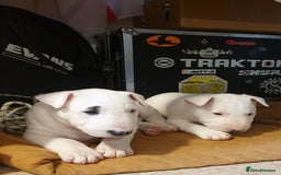 Bull Terrier dogs for sale: ALL-WHITE Bull Terriers - Image 2