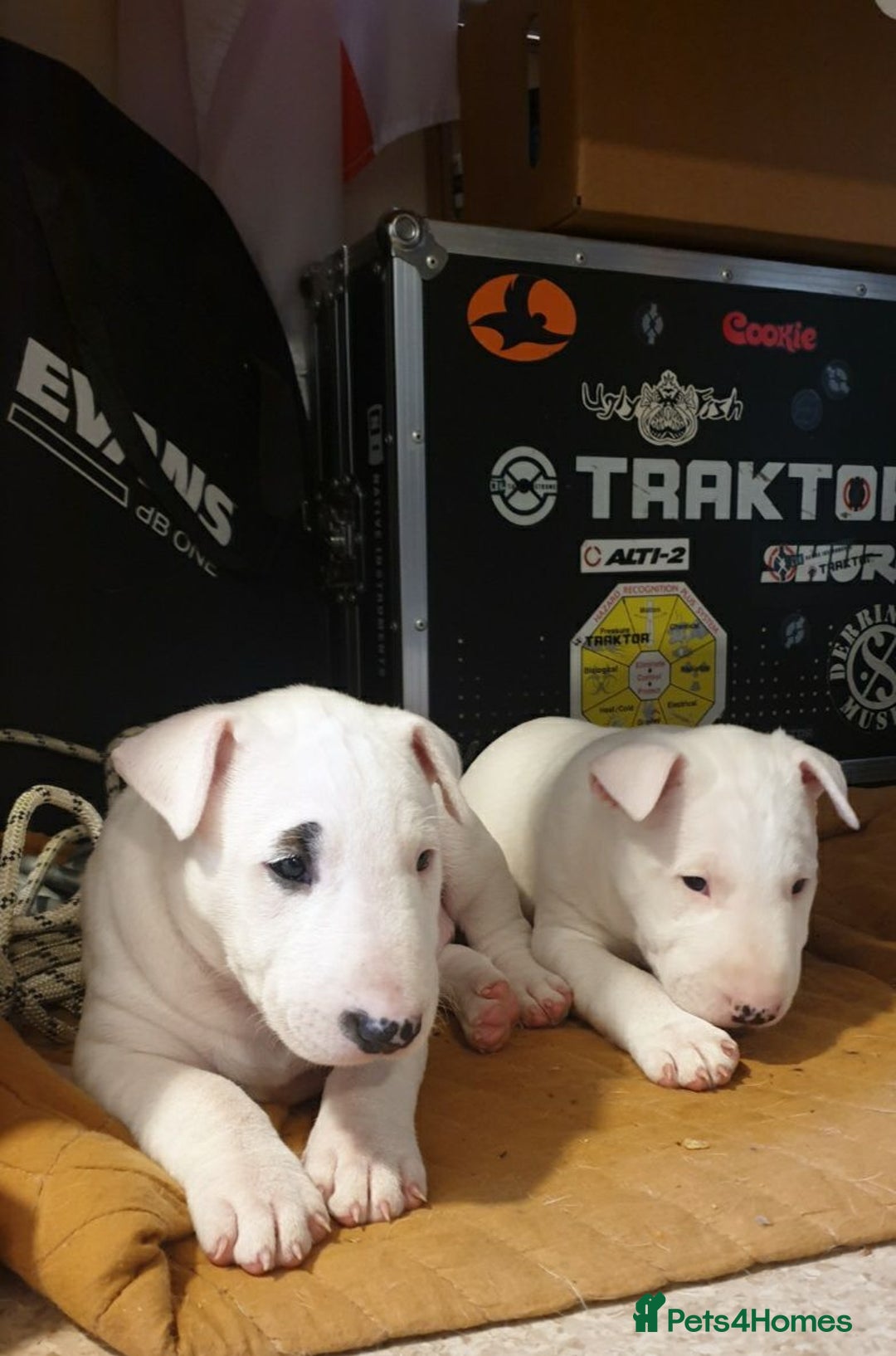 Bull Terrier dogs for sale: ALL-WHITE Bull Terriers - Image 2