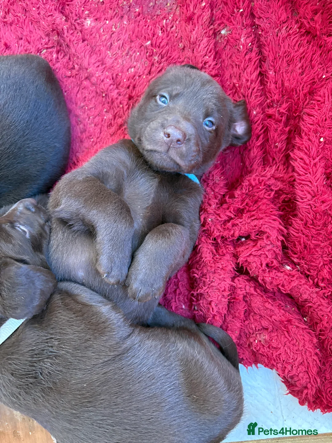 Labrador Retriever dogs for sale: ⭐️Gorgeous Kc Chocolate Labrador Puppies⭐️ - Advert 11