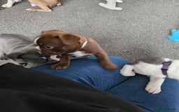 Mixed Breed dogs for sale: Frenchton Pups - Image 24
