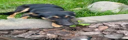 Mixed Breed dogs for adoption: ❤️🐶 GINA – GENTLE PEOPLE, PLAYFUL DOGS in Burton-on-Trent - Advert 13