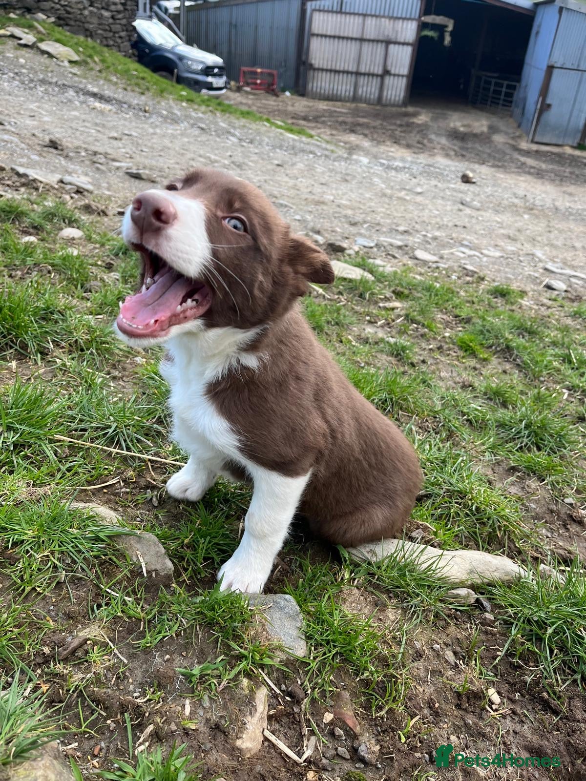 Border Collie dogs ISDS Registered Male Red Border Collie - Advert 1