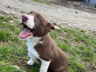 Border Collie dogs ISDS Registered Male Red Border Collie - Advert 1