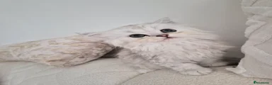 Persian Kitten 3