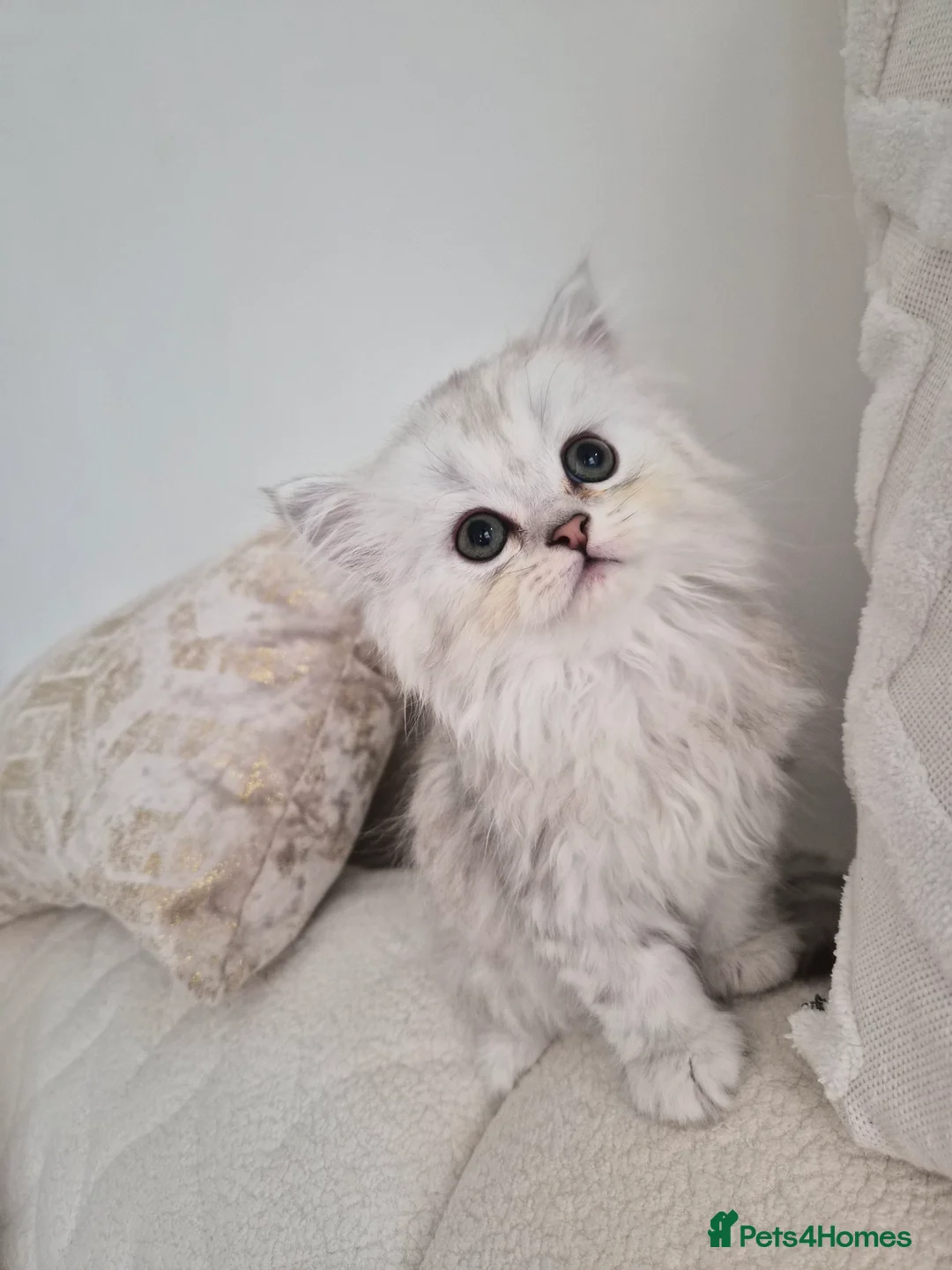 Persian cats for sale: Pure Persian silver chinchilla - Advert 2