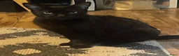 Mixed Breed cats for sale: Black kittens for sale - Advert 2