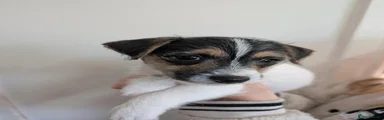 Milo