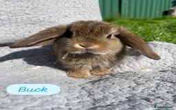 Mini Lop rabbits for sale: Gorgeous mini lops looking for forever homes  - Image 2