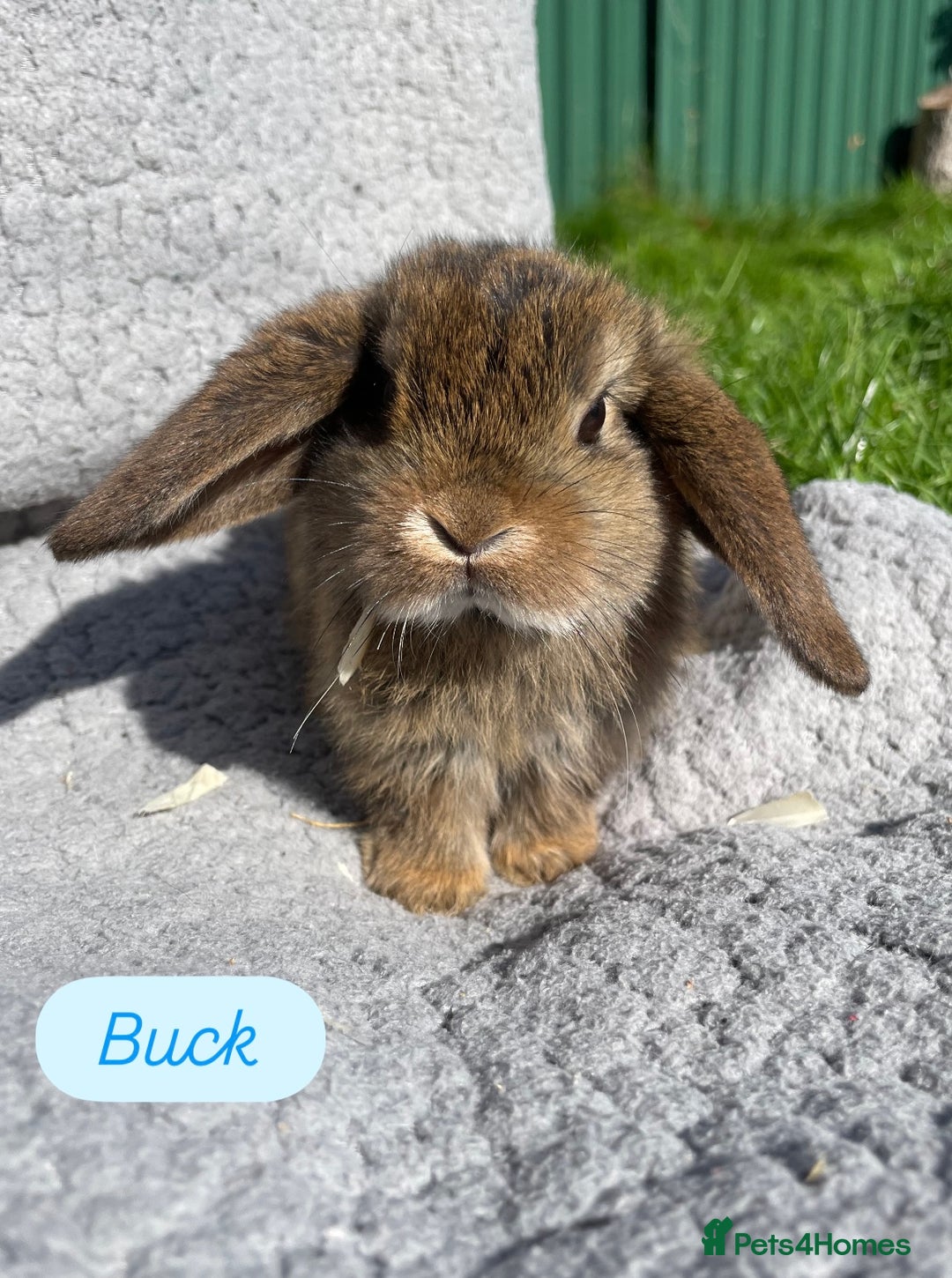 Mini Lop rabbits for sale: Gorgeous mini lops looking for forever homes  - Image 2