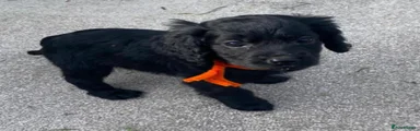 Cocker Spaniel Puppy 3