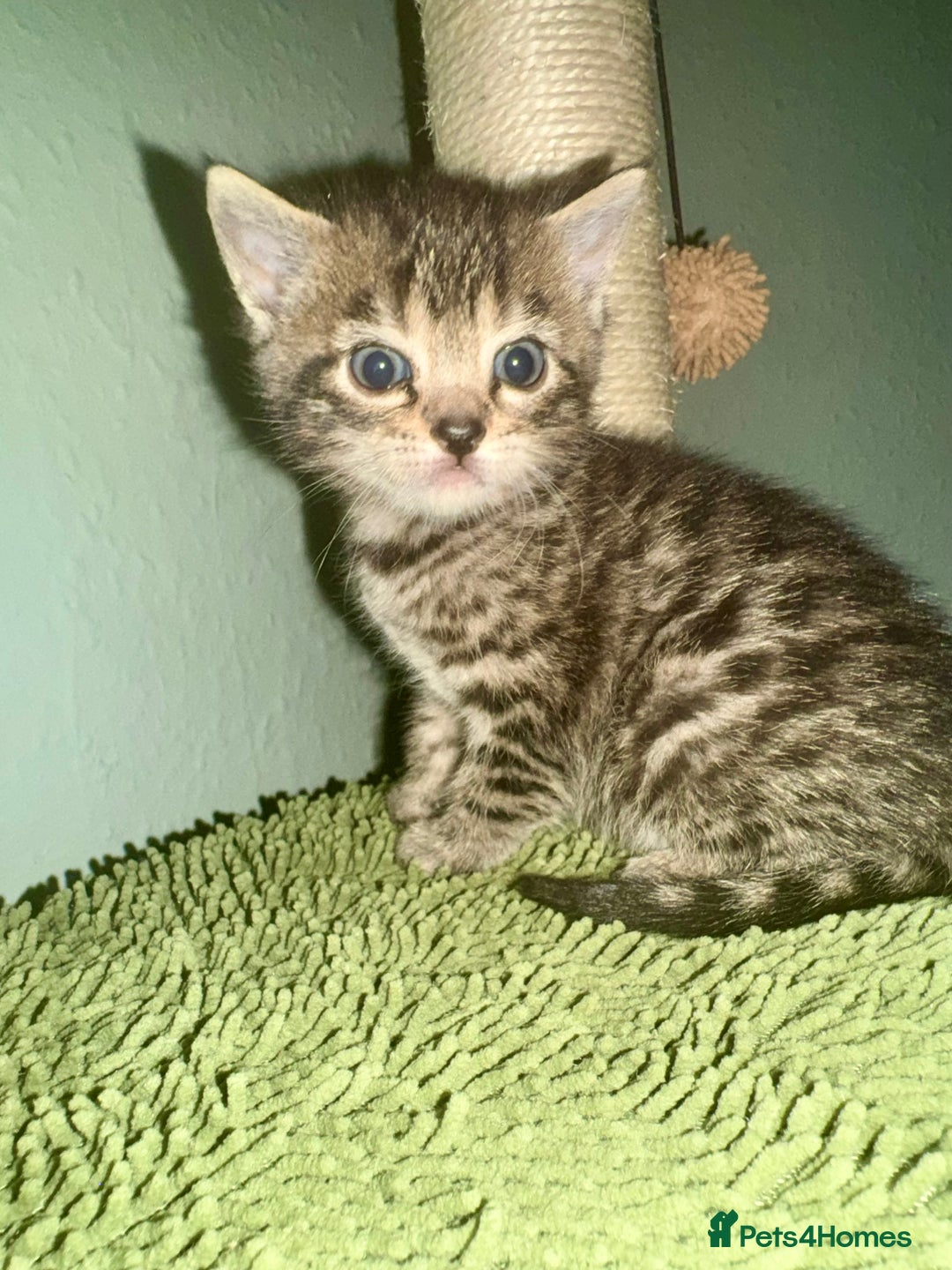 Bengal cats for sale: 3/4 bengal 1/4BSH - Advert 11