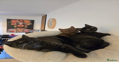 British Shorthair cats British shorthair kittens Smoked black £500 - Advert 10