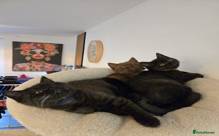British Shorthair cats British shorthair kittens chocolate black £450 - Advert 2