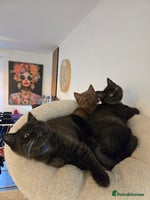 British Shorthair cats British shorthair kittens Smoked black £500 - Advert 10