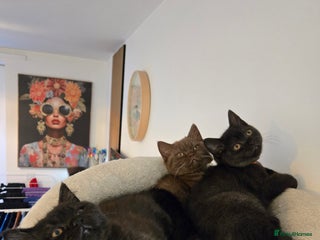 British Shorthair cats British shorthair kittens chocolate black - Advert 16