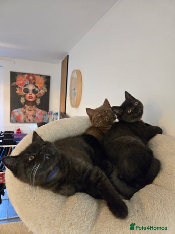 British Shorthair cats British shorthair kittens chocolate black £450 - Advert 2