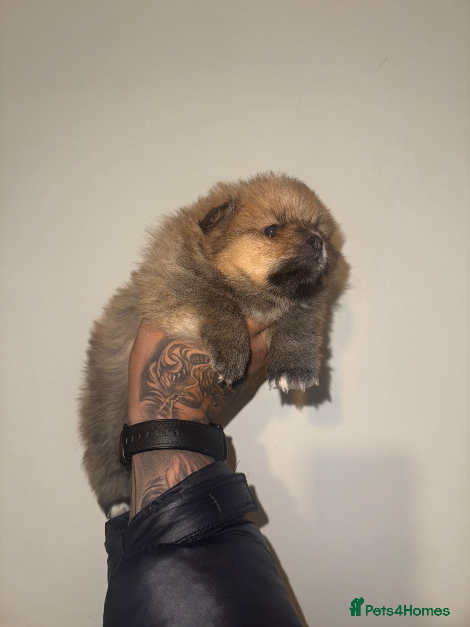 Pomeranian dogs ⭐️Rare teddy bear Pomeranian ⭐️ - Advert 2