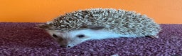 Pygmy Hedgehog rodents for sale: Pretty baby African Pygmy hedgehogs for sale - Advert 6
