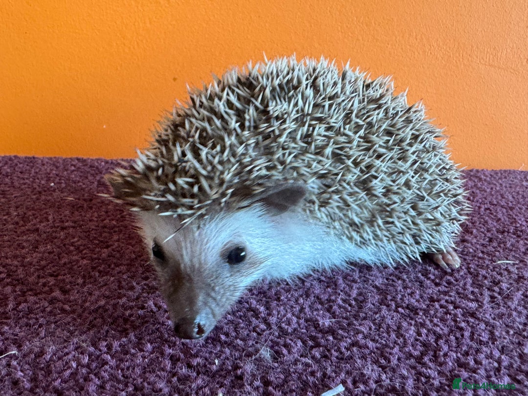 Pygmy Hedgehog rodents for sale: Pretty baby African Pygmy hedgehogs for sale - Advert 6