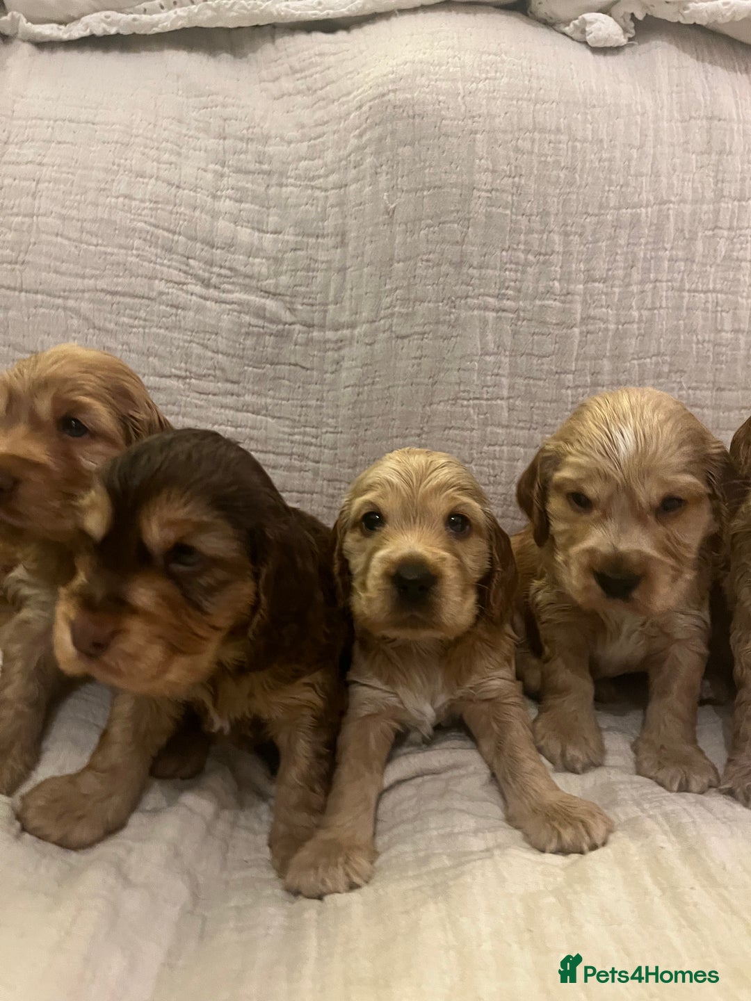 Cocker Spaniel dogs for sale: Adorable show type cocker spaniel pups - Advert 16