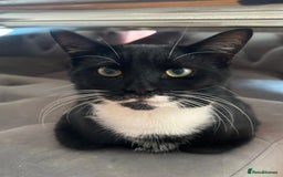 Mixed Breed cats for sale: 1 boy and 1 girl  - Image 7