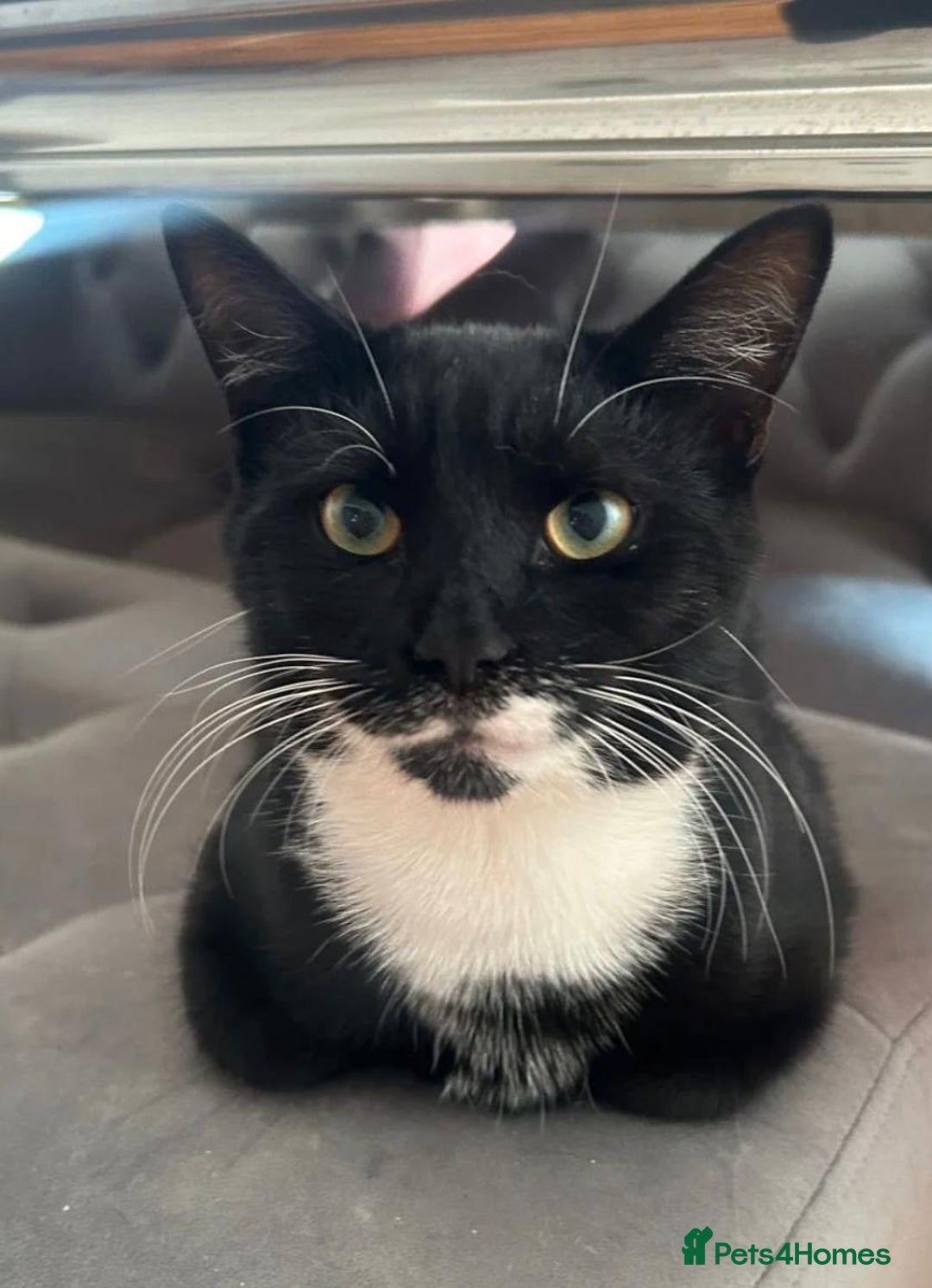 Mixed Breed cats for sale: 1 boy and 1 girl  - Image 7