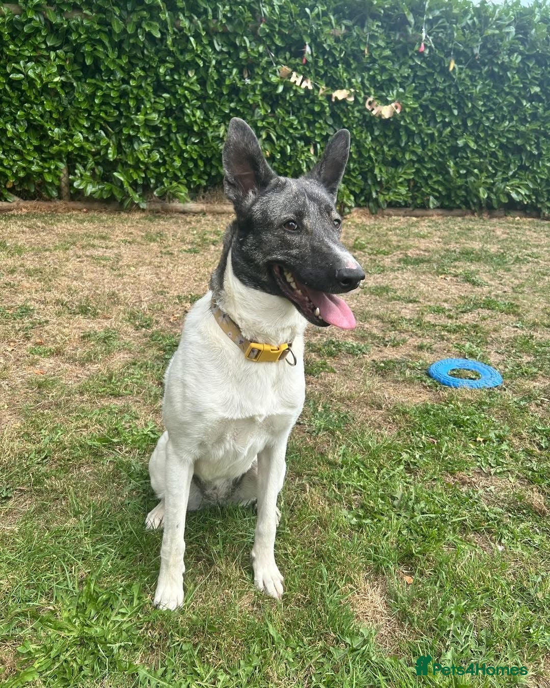 Mixed Breed dogs for adoption: Daisy - loves so hard. She just wants the same in Kidderminster - Advert 18