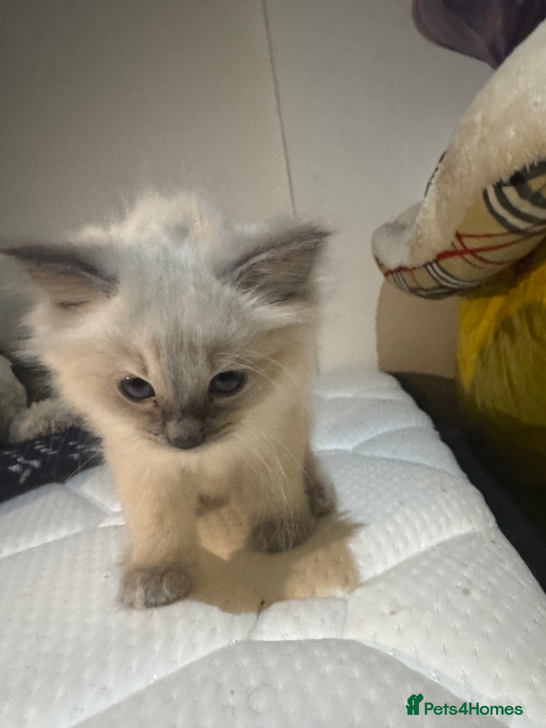 Ragdoll cats for sale: Pure Ragdoll Kittens – 8 Weeks Old–Ready in 2 Days - Advert 1