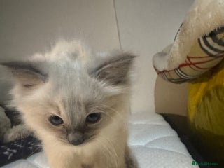 Ragdoll cats Pure Ragdoll Kittens – 8 Weeks Old–Ready in 2 Days - Advert 1