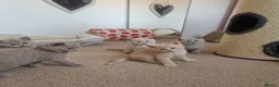 British Shorthair cats for sale: Beautiful British Shorthair Kittens 😻 - Advert 1