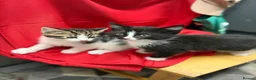 Maine Coon cats for sale: Maine coon cross kittens - Advert 11